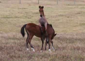 Horses standing in a field