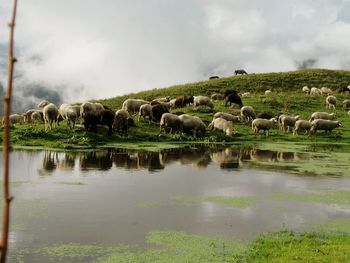 Flock of sheep grazing on landscape against sky