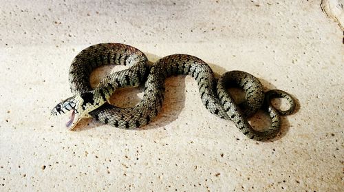 Close-up of snake on sand