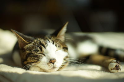 Cat sleeping on bed at home