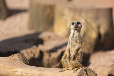 Meerkat on rock