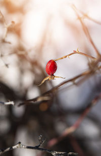 Close-up of red berries on plant in cold winter