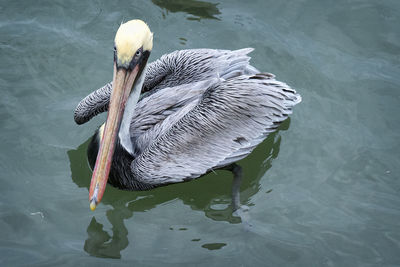 High angle view of pelican swimming in intracoastal
