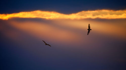 Low angle view of birds flying against clouds