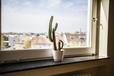 Cactus in front of window 