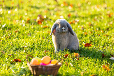 View of an animal on grass