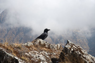 Blackbird perching on rock in himalaya 