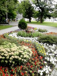 View of flowers in park