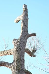 Low angle view of bare tree against sky