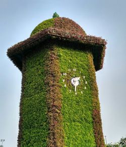 Close-up of ivy on tree against sky