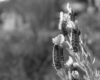 Close-up of flowers against blurred background