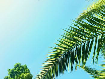 Close-up of palm trees against clear sky