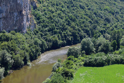 Scenic view of forest