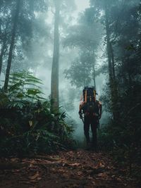 Walking through the wilderness mist