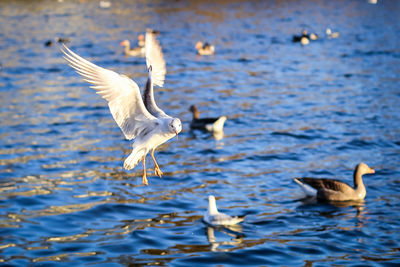 Swans in lake