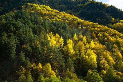 High angle view of pine trees in forest