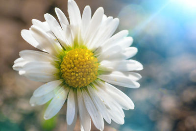 Close-up of white daisy