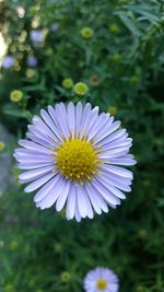 Close-up of purple flower