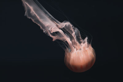 Close-up of jellyfish against black background