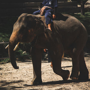 Rear view of man standing by elephant