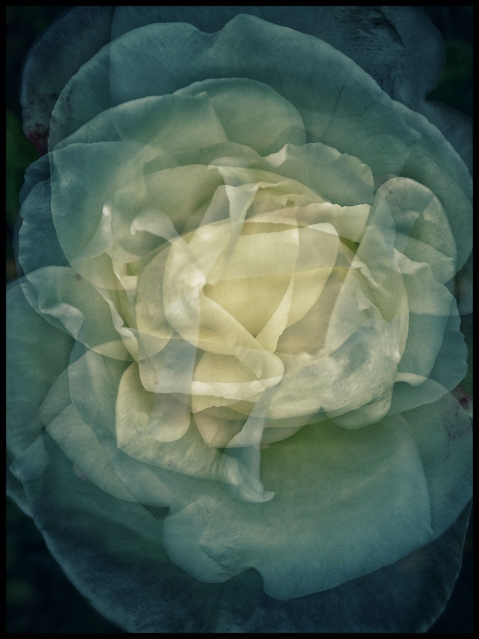 CLOSE-UP OF WHITE ROSE IN GREEN PLANT