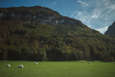 Scenic view of trees on field against sky