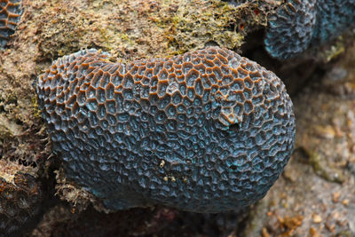 Close-up of rocks