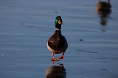 Duck in a lake