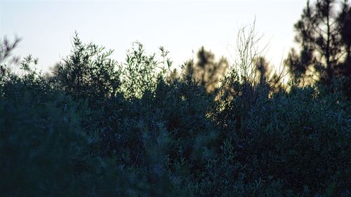 Plants growing on field against clear sky