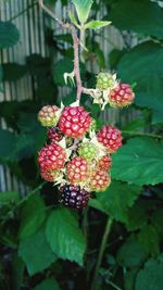 Close-up of berries growing on tree