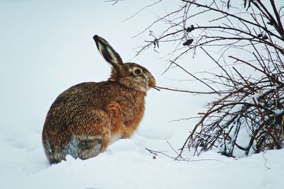 Squirrel on snow covered land