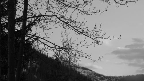 Low angle view of tree against sky