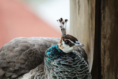 Close-up portrait of a bird