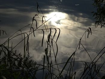 Silhouette plants by lake against sky during sunset