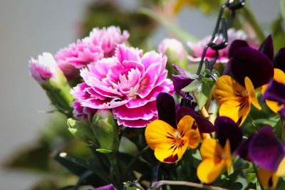 Close-up of pink flowering plants