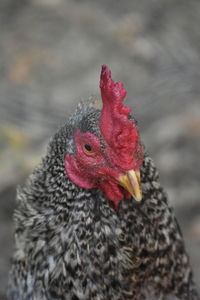 Close-up of rooster