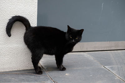 Black cat on wall