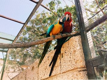 Low angle view of parrot perching in cage