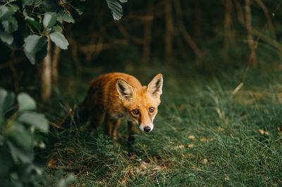 Fox on field