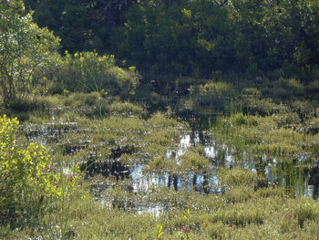 Scenic view of lake