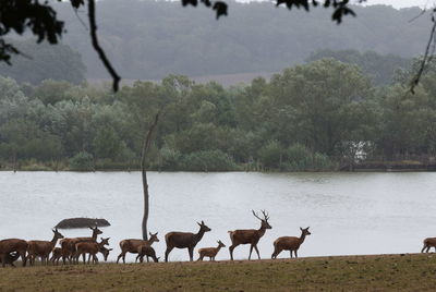 Horses in the lake