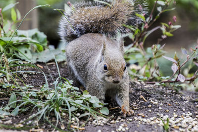 Close-up of squirrel on plants