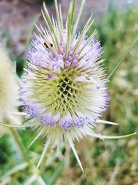 Close-up of purple flower blooming outdoors