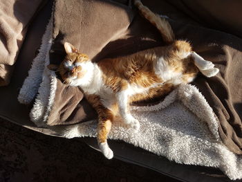 High angle view of cat resting