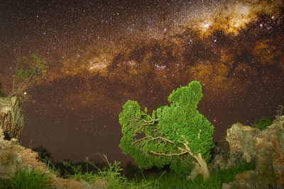 Green leaf on land against sky at night