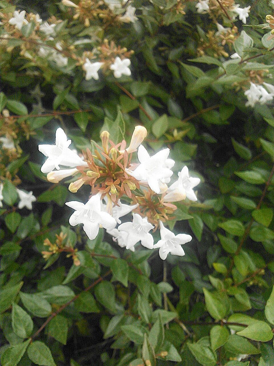 leaf, growth, fragility, flower, plant, nature, green color, beauty in nature, white color, high angle view, freshness, close-up, petal, season, day, leaves, blooming, tranquility, outdoors, flower head