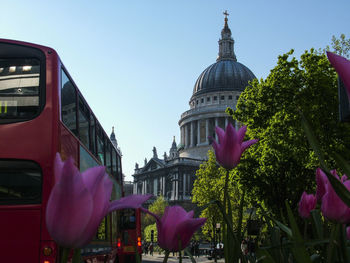 Pink flowering plants in city against clear sky