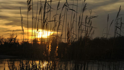 Close-up of silhouette plants on field against lake during sunset