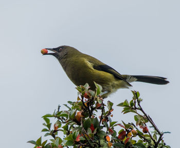 Low angle view of bird perching on tree against clear sky