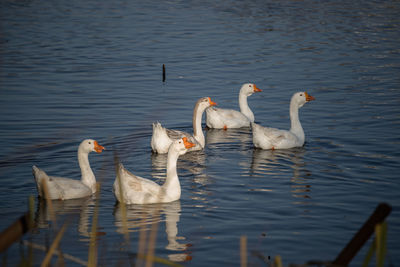 Swans swimming in lake